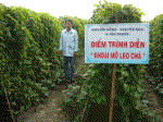 Khoai mỡ leo chà - cách trồng mới cho hiệu quả cao