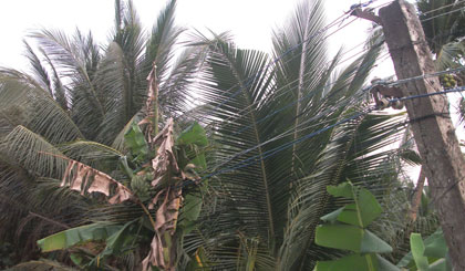 Hệ thống dây dẫn cũ ở nông thôn là một trong những nguyên nhân gây tổn thất điện (Ảnh chụp tại ấp Hòa Thành, xã Hòa Định vào chiều ngày 27-3)