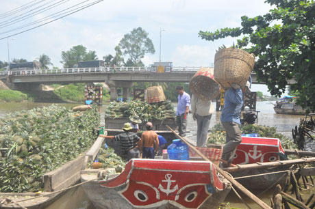 Thương lái người Việt Nam mua bán khóm tấp nập cho thương lái Trung Quốc