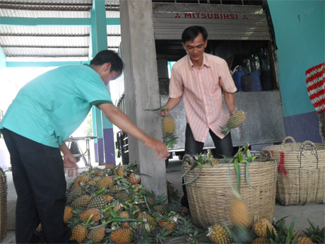 Thương lái thu mua khóm ở huyện Tân Phước (Tiền Giang) nói là để bán cho thương lái Trung Quốc.