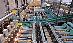 Ăn quýt Nhật, nhớ quýt đường!