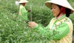 Đẩy mạnh đầu tư vào nông nghiệp công nghệ cao
