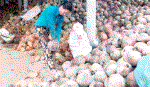 Cần hỗ trợ người trồng dừa “bám trụ”