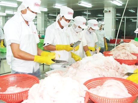 Chế biến cá tra xuất khẩu tại Công ty cổ phần Gò Đàng. Ảnh: Thái Thiện