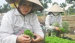 Làng hoa kiểng Mỹ Tho: Bất lợi về thời tiết và giá cả