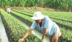 Cai Lậy: Trồng 30 ha huệ vụ tết