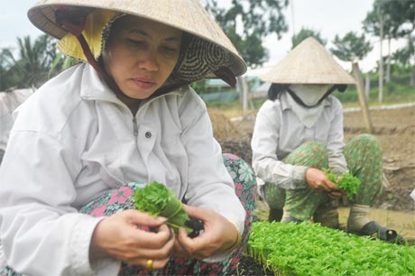 Chuyện thắng thua ở làng hoa Mỹ Tho phụ thuộc rất nhiều vào thời tiết và giá cả thị trường.