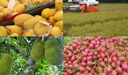 Ảnh minh họa trái cây Việt Nam