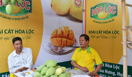 Xoài cát Hòa Lộc - loại trái cây đặc sản của huyện Cái Bè.