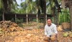 “Vua dừa” trên đất cù lao