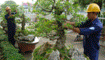 Nhộn nhịp dịch vụ chăm sóc kiểng sau Tết