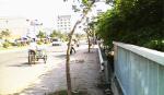 Trồng cây - lợi bất cập hại