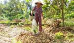 Ấp Hội Nghĩa (Hội Xuân, Cai Lậy): Dân khổ vì điện chập chờn