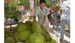 Nỗi lo trồng cây theo... phong trào