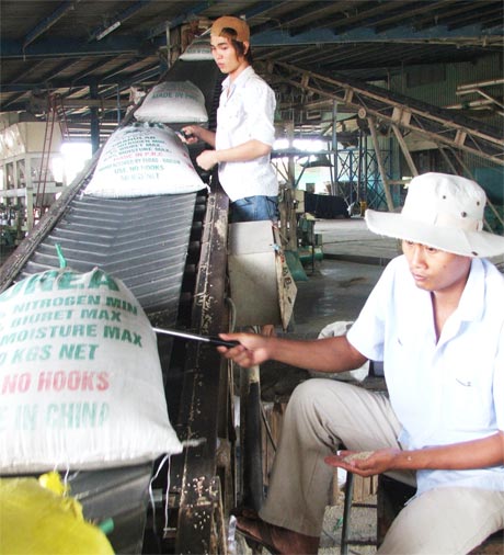 Vận chuyển gạo về nhà máy lau bóng để xuất khẩu.