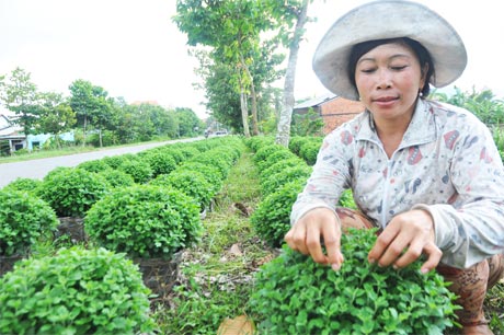 Bà Nguyễn Thị Thúy chăm sóc cúc mâm xôi.
