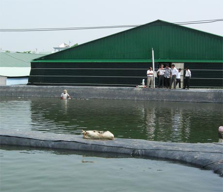 Toàn bộ hệ thống ao nuôi theo 3 giai đoạn của ông Vinh.