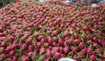 Thu hoạch thanh long tai huyện Chợ Gạo. Ảnh: Như Lam