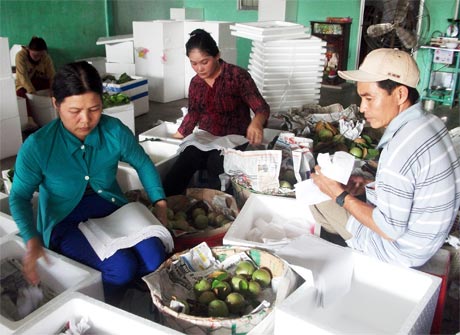 Vựa thu mua trái cây đóng gói chuyển đi miền Bắc, miền Trung.