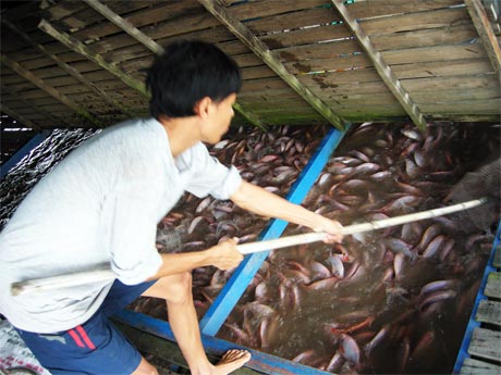 Giá cá điêu hồng liên tục tuột giảm khiến người nuôi lo lắng (Ảnh chụp  ở phường Tân Long, TP. Mỹ Tho).