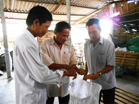 Các tổ viên THT sản xuất lúa giống Tân Phú kiểm tra chất lượng hạt giống trước khi đưa ra thị trường.