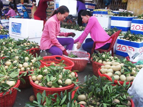 Đóng thùng trái cây chuyển đi thị trường phía Bắc.