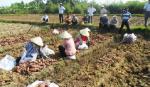 Thời tiết lạnh: Khoai lang vụ sớm đạt năng suất không cao
