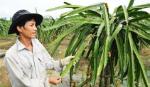 Bệnh đốm trắng xảy ra nhiều trên thanh long