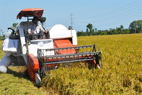 Thu hoạch lúa đông xuân ở huyện Cai Lậy.