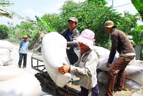 Công ty lương thực đẩy nhanh tiến độ thu mua lúa vào sáng ngày 13-3.
