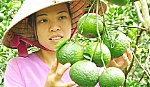 Bài cuối: Tìm hướng đi cho GAP