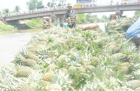 Khóm Tân Lập đạt tiêu chuẩn VietGAP.