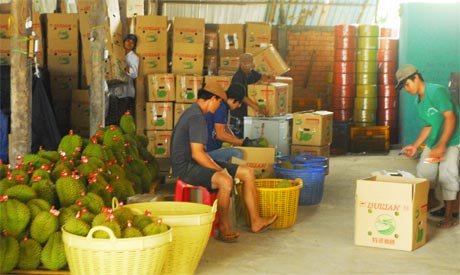 Sầu riêng Ngũ Hiệp đạt VietGAP nhưng không có đầu ra nên phụ thuộc vào hệ thống thương lái.