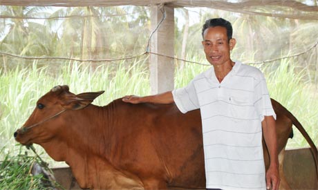 Ông Nguyễn Văn Thơm bên cạnh con bò cái của mình.