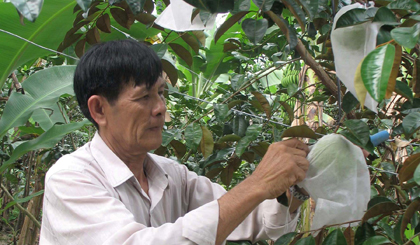 Ông Võ Văn Nam chăm sóc vú sữa Lò Rèn.