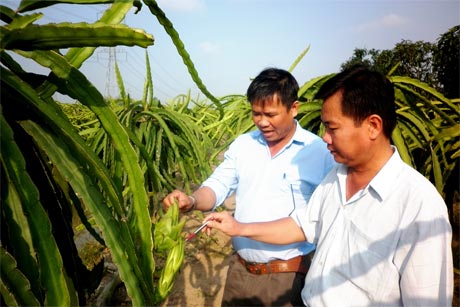 Khai thác tốt đội ngũ trí thức, góp phần tích cực vào sự phát triển kinh tế -  xã hội địa phương (ảnh: Nhà khoa học theo dõi quá trình sinh trưởng của cây thanh long).