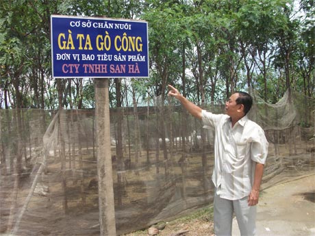 Mô hình nuôi gà ta Gò Công ở HTX Chăn nuôi, Thủy sản Gò Công.