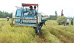 Giám đốc Công tyTNHH Lương thực Thịnh Phát: Vụ hè thu nông dân đỡ lo