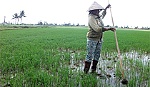 Tân Phú Đông: Giảm áp lực sản xuất vụ lúa hè thu