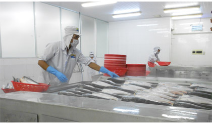Chế biến ca tra xuất khẩu tại Công ty cổ phần Hùng Vương. Ảnh: Vân Anh