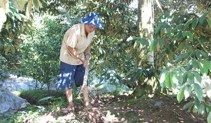 Chú Huỳnh Văn Kiệt chăm sóc vườn sầu riêng.