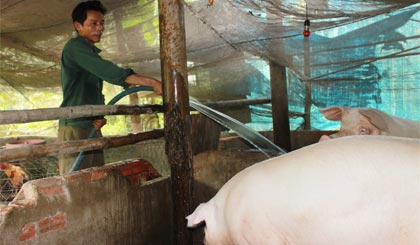 Anh Lê Văn Mẫn chăm sóc 2 con heo nái.