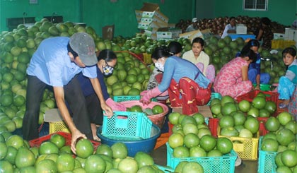 Bưởi là 1 trong những loại trái cây thế mạnh của ĐBSCL nhưng xuất khẩu luôn gặp khó khăn.