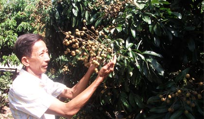 Vườn nhãn Ido của chú Trần Văn Kháng, ấp Hòa Phúc, xã Hòa Khánh (huyện Cái Bè) đang chuẩn bị thu hoạch.