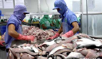 Chế biến cá tra/basa filet xuất khẩu tại Nhà máy thủy sản sông Tiền (Đồng Tháp). (Ảnh: Đình Huệ/TTXVN)
