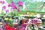 Rực rỡ sắc hoa xuân