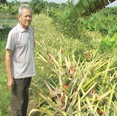 Ông Nguyễn Văn Khiêm ở ấp Mỹ An, xã Mỹ Lợi A  chăm sóc vườn  khóm son.