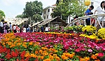 Làng hoa Mỹ Tho: Hầu hết các hộ đều có lãi