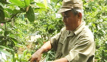 Cựu chiến binh làm kinh tế.