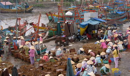 Phân loại thủy sản tại Cảng cá Vàm Láng (Gò Công Đông). Ảnh: P.L